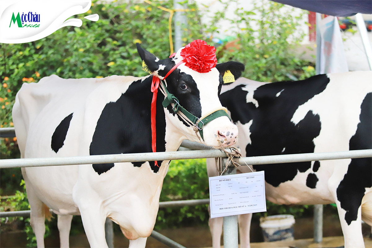 Ngày hội của những cô bò sữa Holstein Friesian Mộc Châu | Mộc Châu ...
