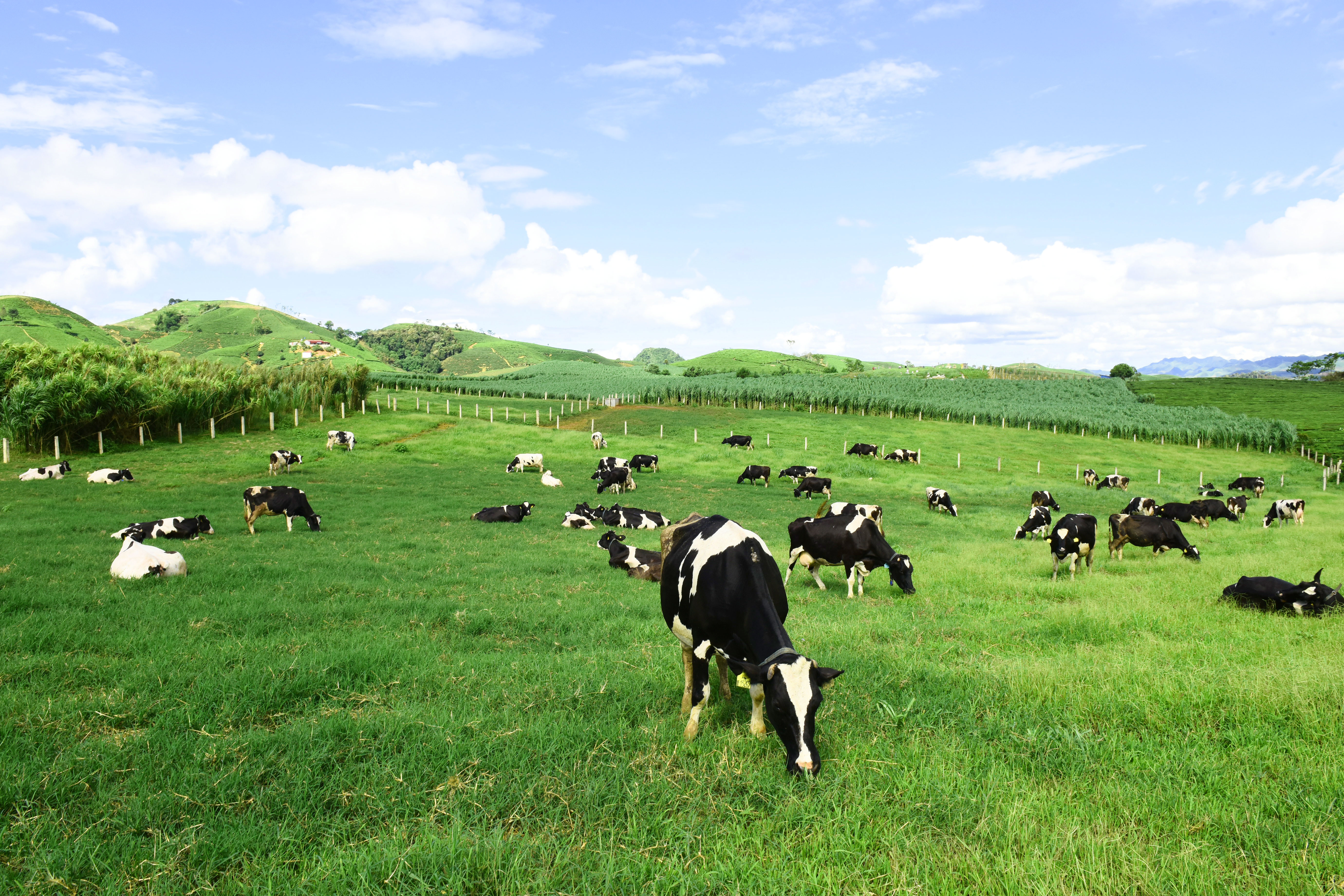 Xã Phú Thành Mô hình chăn nuôi bò sữa cho hiệu quả kinh tế cao